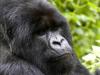 Gorillaks's Avatar